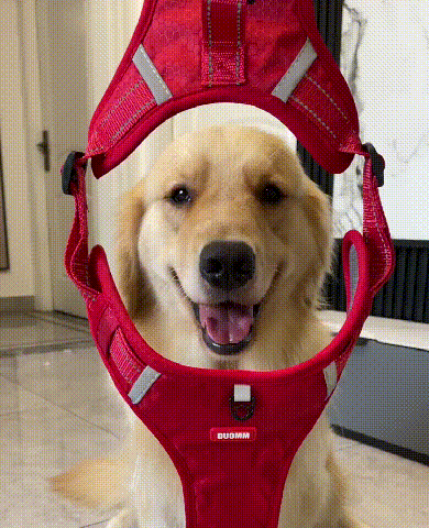 1727959660532736.gif